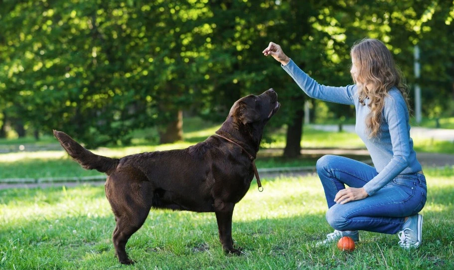 Pet Kuaförü